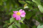 Prairie rose